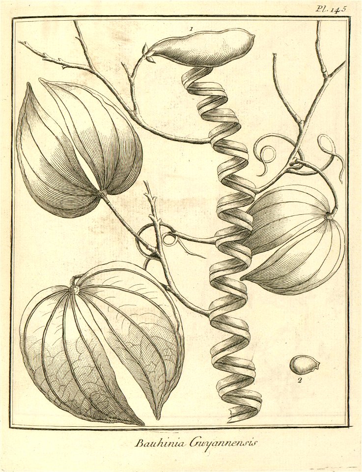 Bauhinia guianensis Aublet 1775 pl 145