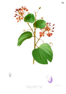 Bauhinia cumingiana Blanco1.76