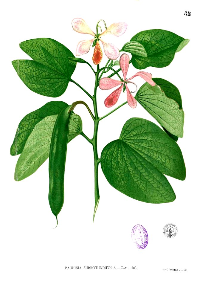 Bauhinia subrotundifolia Blanco1.82
