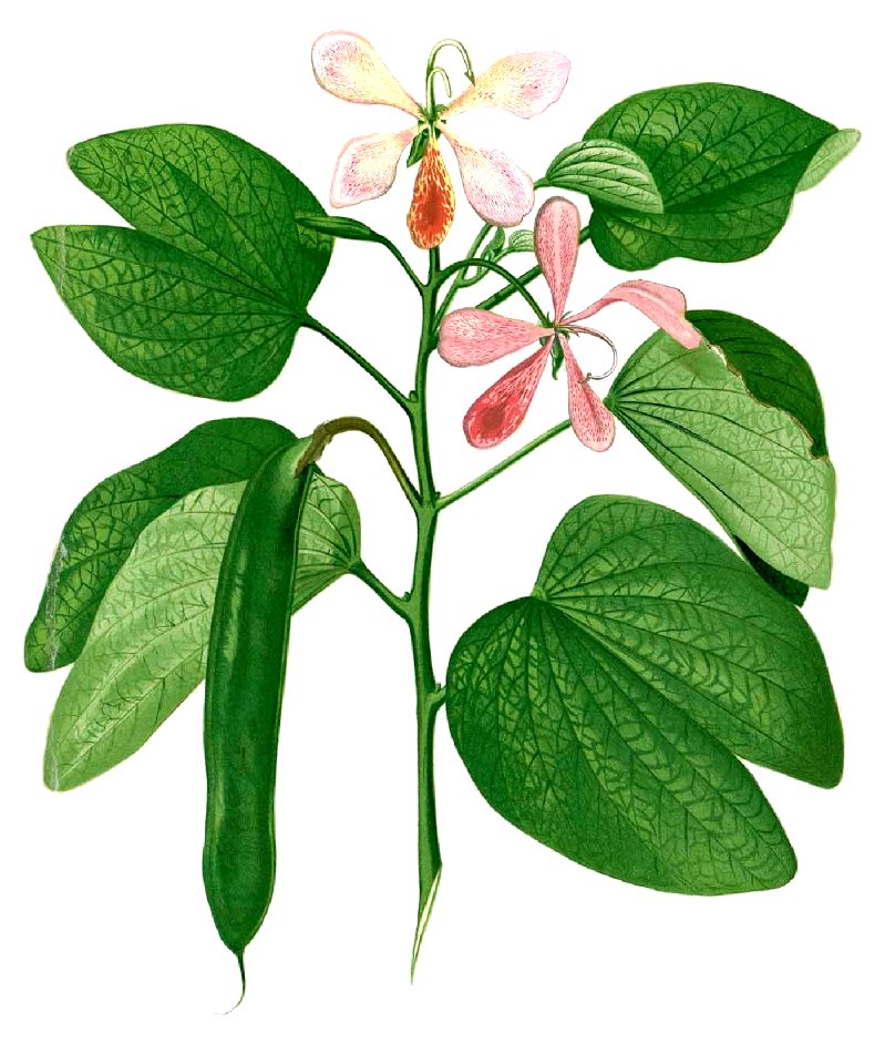 Bauhinia subrotundifolia Blanco1.82-cropped