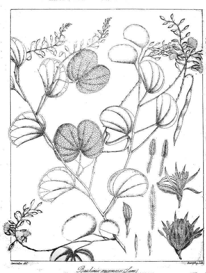 Bauhinia racemosa Govindoo