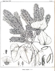Bauhinia syringifolia00