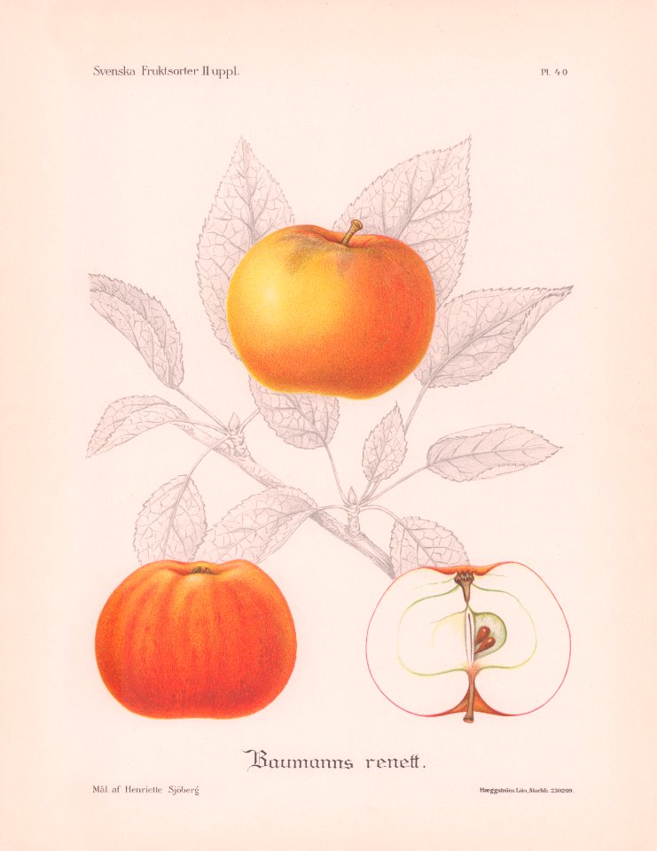 Baumanns renett H Sjöberg