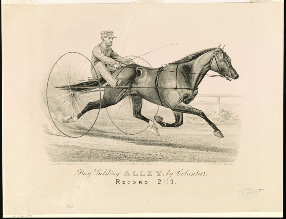 Bay Gelding Alley, by volunteer LCCN90709460