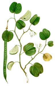 Bauhinia sp Blanco1.118-cropped