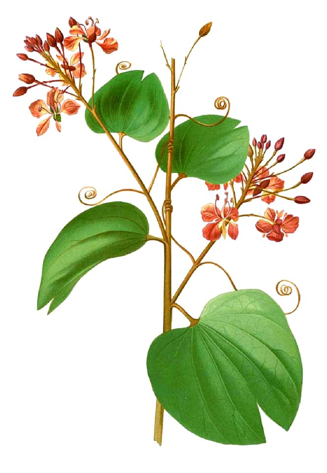 Bauhinia cumingiana Blanco1.76-cropped