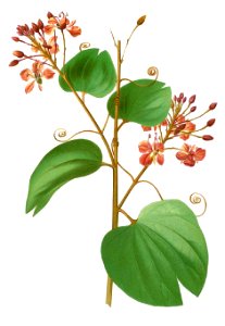 Bauhinia cumingiana Blanco1.76-cropped