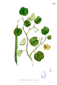 Bauhinia sp Blanco1.118