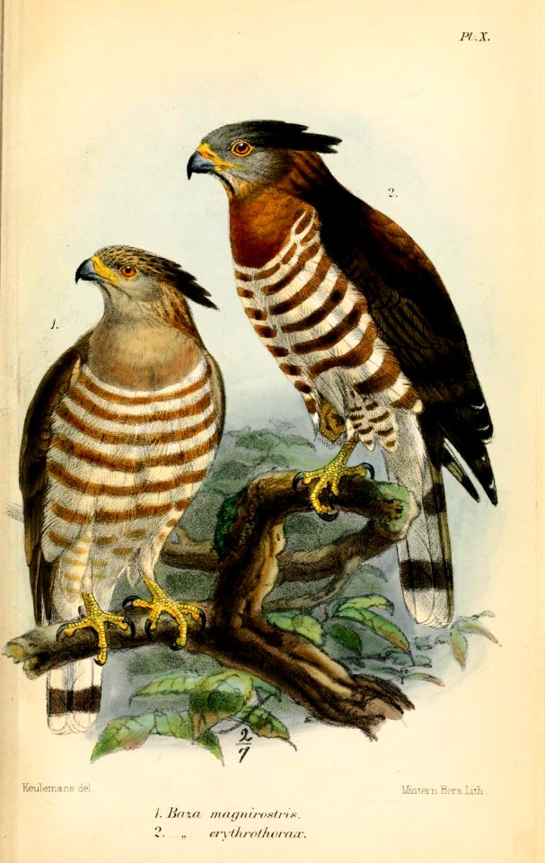 BazaKeulemans