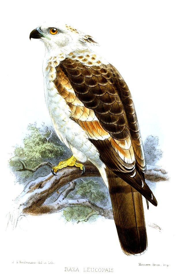 BazaLeucopaisKeulemans