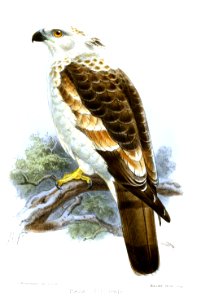 BazaLeucopaisKeulemans
