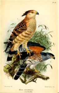 BazaSumatrensisKeulemans