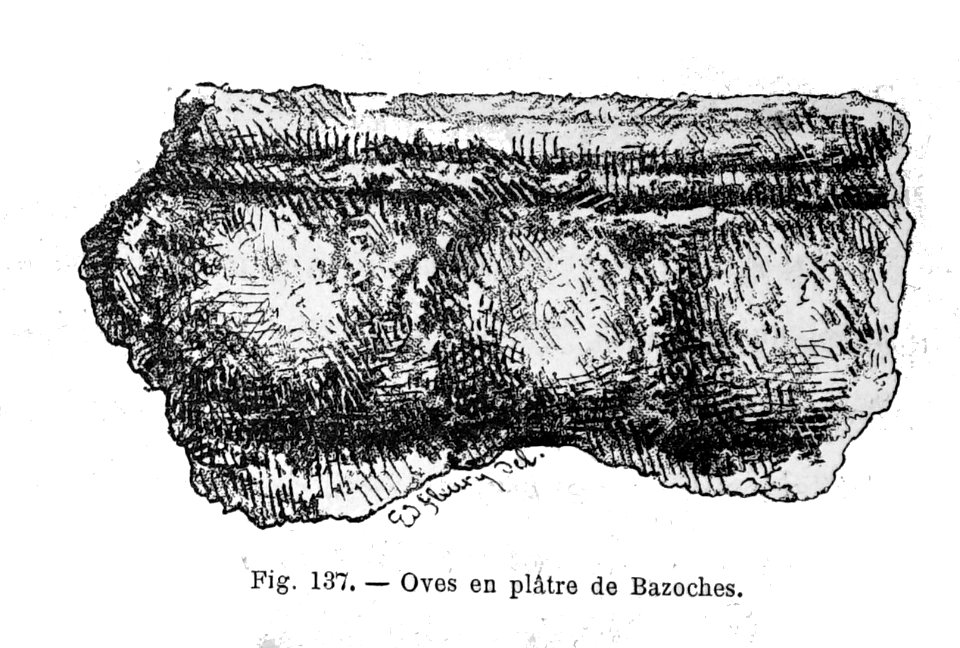 BazocheS 36379