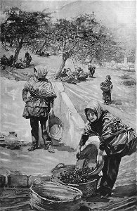 1897-05-31, La Ilustración Artística, Sevilla, Las cogedoras de aceitunas, García y Ramos (cropped)