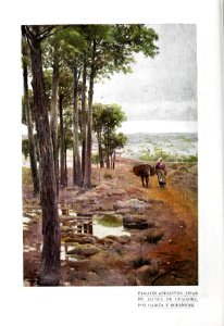 1901-10-05, Blanco y Negro, Paisajes andaluces. Pinar de Alcalá de Guadaira, García y Rodríguez
