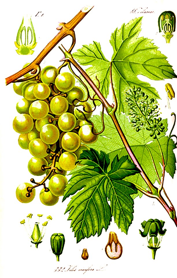 1909 A. Kreÿder Traité général de viticulture