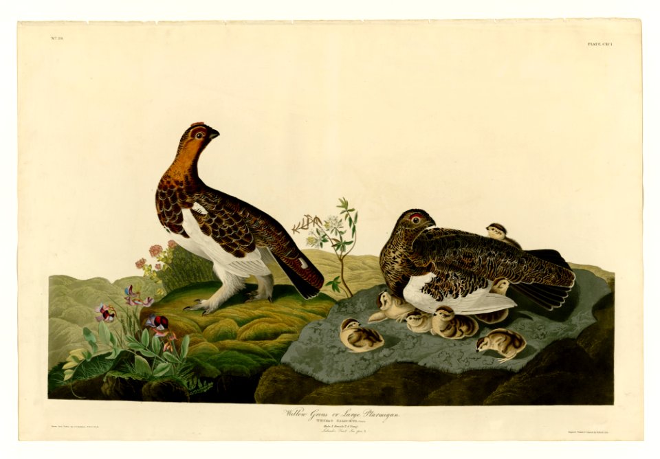 191 Willow Grous or Large Ptarmigan