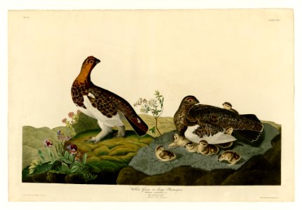 191 Willow Grous or Large Ptarmigan