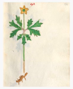 192 Auslasser Anemone ranunculoides