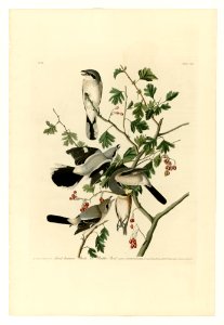 192 Great American Shrike or Butcher Bird