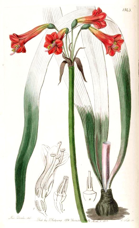 1943 Phycella brevituba