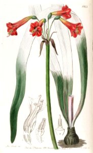 1943 Phycella brevituba