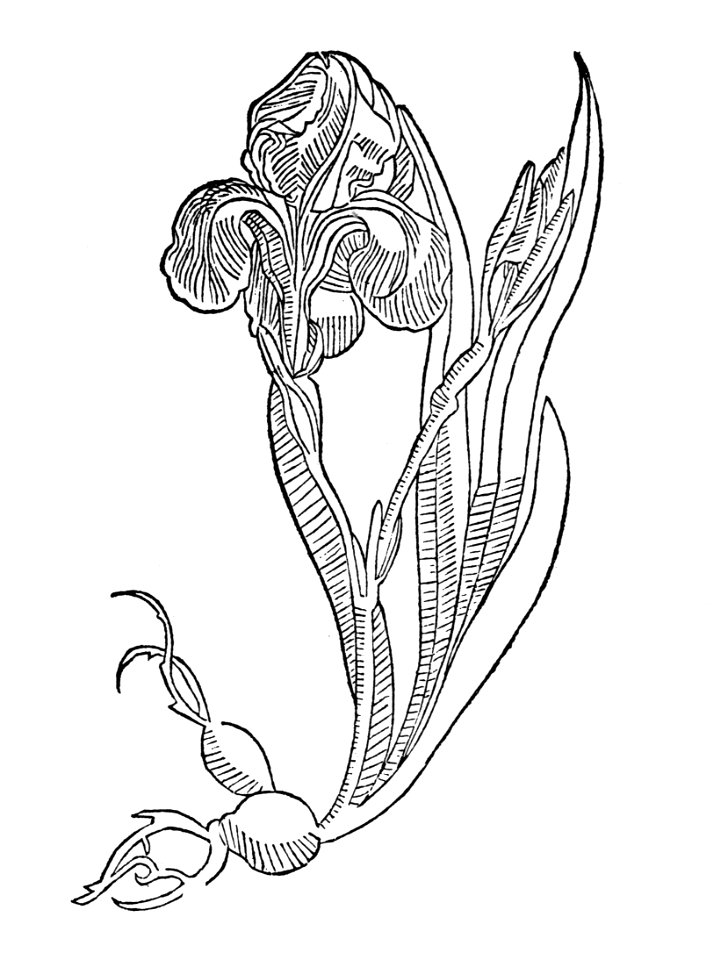 195 Gladiolus slotten krut oder geel swerteln