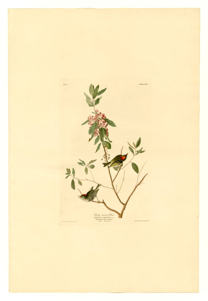 195 Ruby crowned Wren