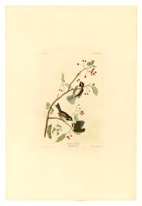 194 Canadian Titmouse