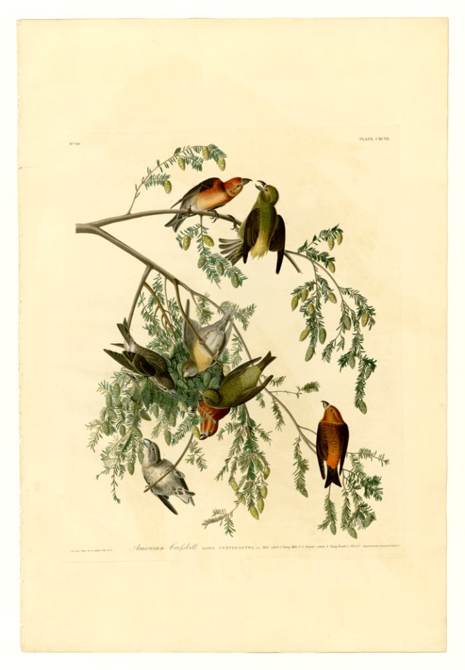 197 American Crossbill