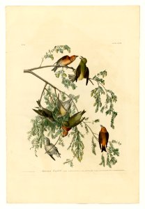 197 American Crossbill