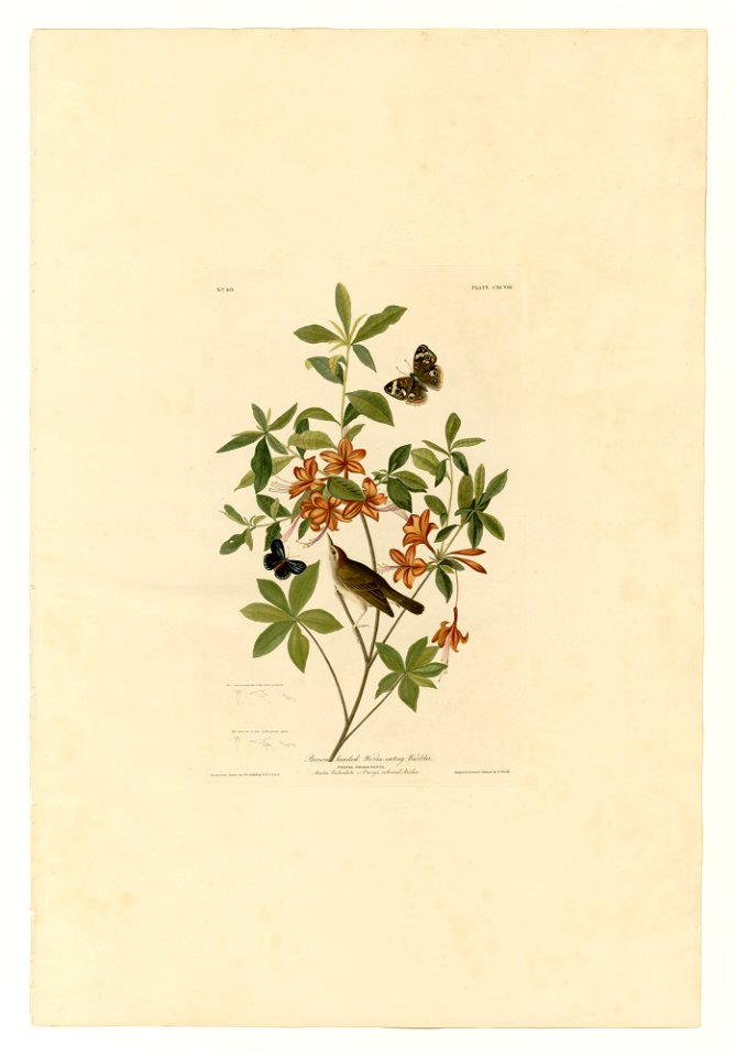 198 Brown headed Worm eating Warbler