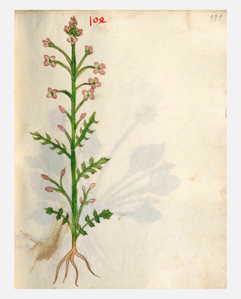 199 Auslasser Cardamine pratensis