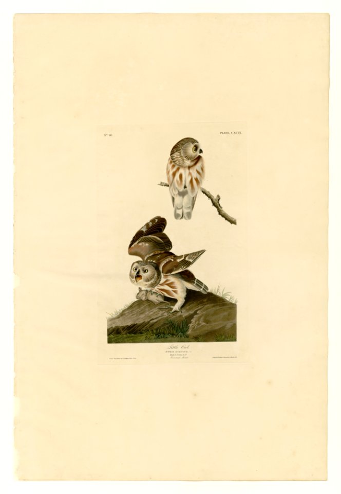 199 Little Owl