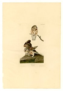 199 Little Owl