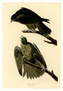 196 Labrador Falcon