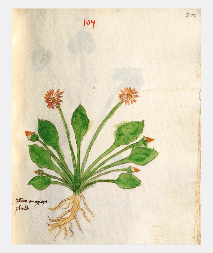 200 Auslasser Bellis perennis