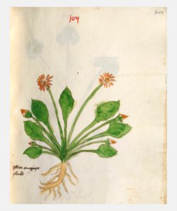 200 Auslasser Bellis perennis