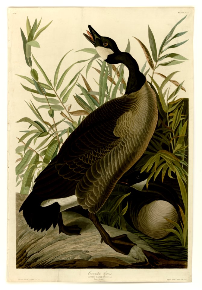 201 Canada Goose