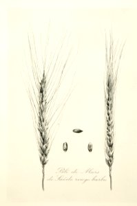 2-24 Blé de Mars de Suède rouge barbu Vilmorin