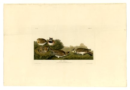 200 Shore Lark