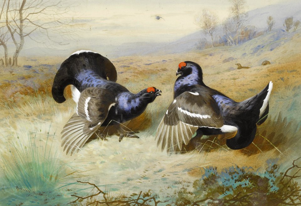 2017-02 Archibald Thorburn - Blackcocks at the Lek