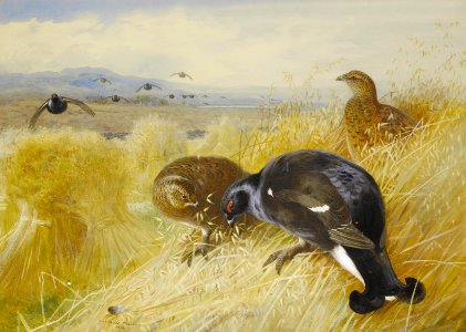 2017-02 Archibald Thorburn - On the stooks - Blackgame