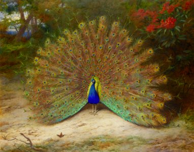 2017-02 Archibald Thorburn - Peacock and Peacock Butterfly
