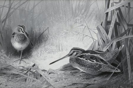 2017-02 Archibald Thorburn - Snipe
