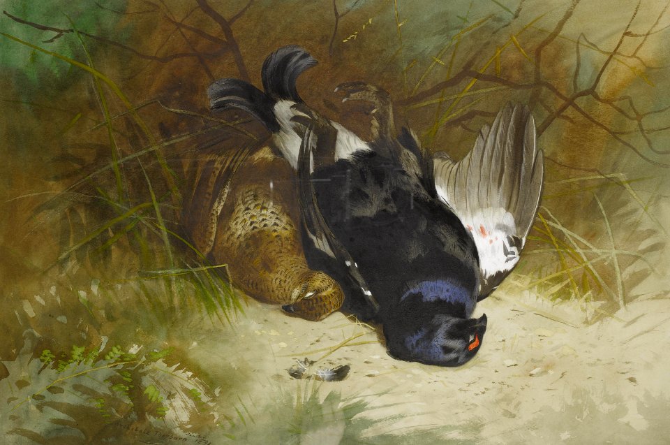 2017-02 Archibald Thorburn - Still life of a pair of Blackgame