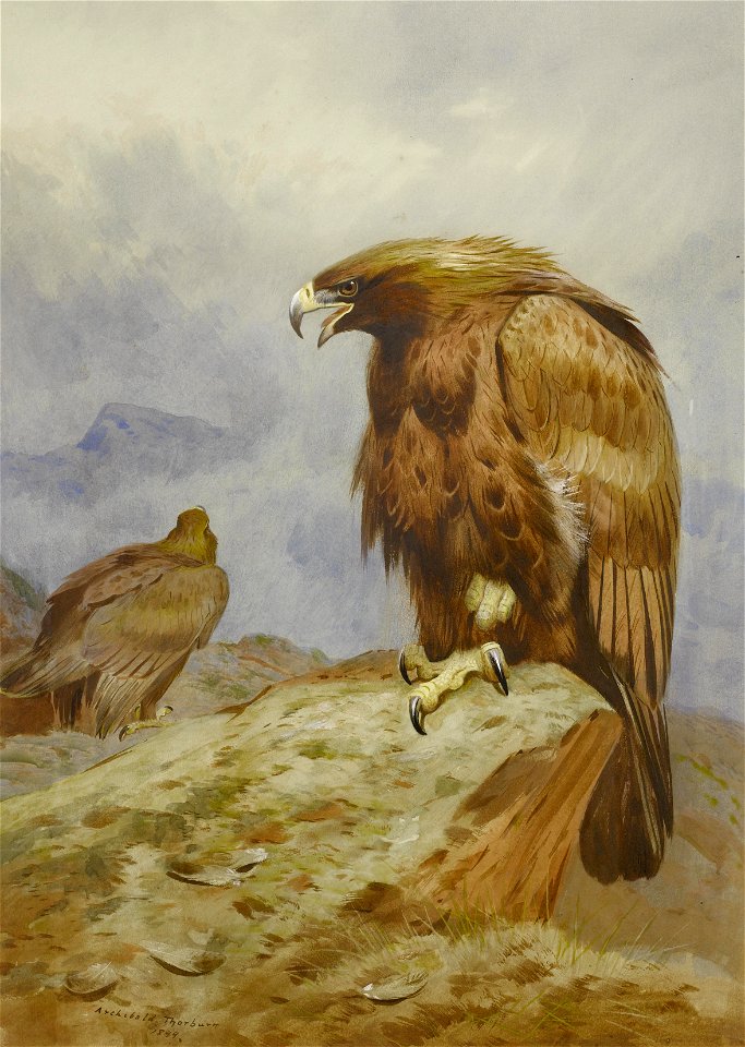2017-02 Archibald Thorburn - A pair of Golden Eagles