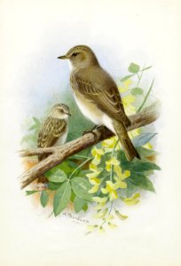 2017-02 Archibald Thorburn - Spotted Flycatchers