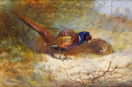2017-02 Archibald Thorburn - Pheasants