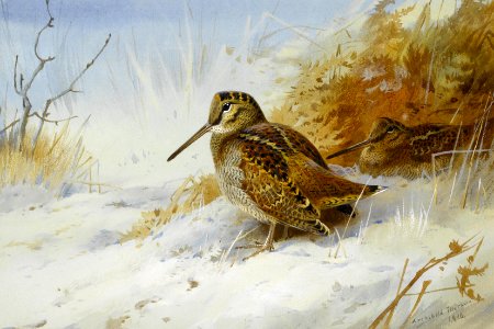 2017-02 Archibald Thorburn - Winter Woodcock